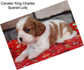 Cavalier King Charles Spaniel Lolly