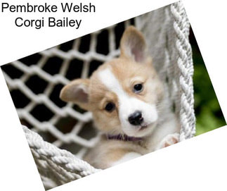 Pembroke Welsh Corgi Bailey