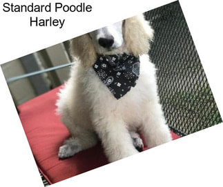 Standard Poodle Harley