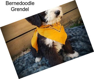 Bernedoodle Grendel