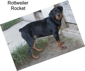 Rottweiler Rocket