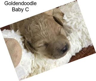 Goldendoodle Baby C