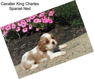 Cavalier King Charles Spaniel Ned