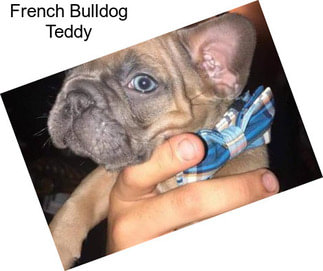 French Bulldog Teddy