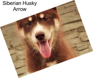 Siberian Husky Arrow
