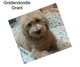 Goldendoodle Grant