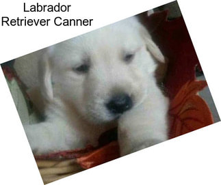 Labrador Retriever Canner