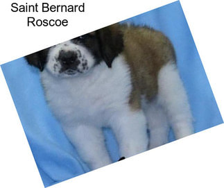 Saint Bernard Roscoe