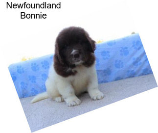 Newfoundland Bonnie