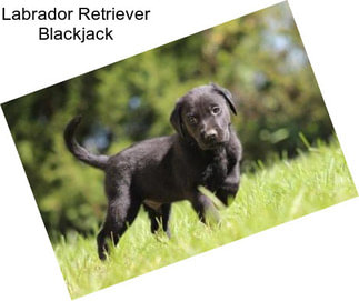 Labrador Retriever Blackjack