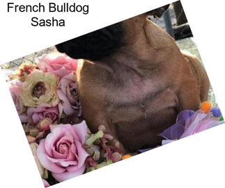 French Bulldog Sasha