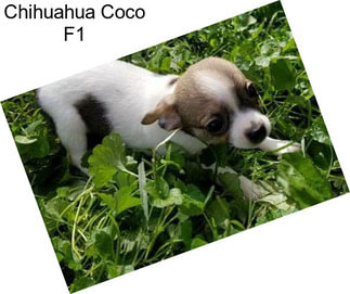 Chihuahua Coco F1