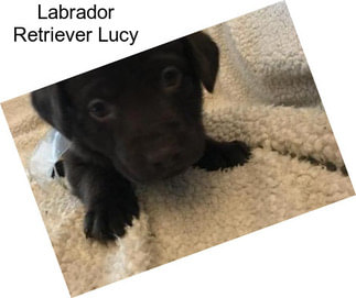 Labrador Retriever Lucy