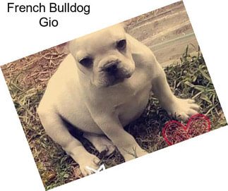 French Bulldog Gio
