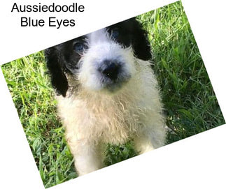 Aussiedoodle Blue Eyes