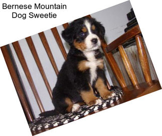 Bernese Mountain Dog Sweetie