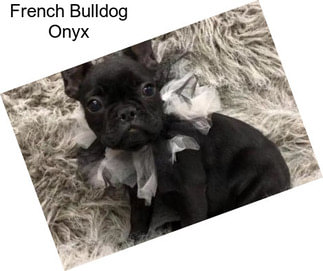 French Bulldog Onyx