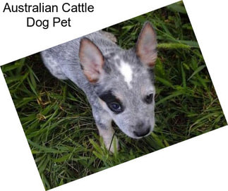Australian Cattle Dog Pet