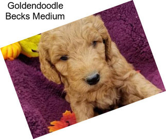 Goldendoodle Becks Medium