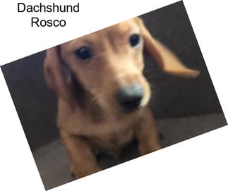 Dachshund Rosco