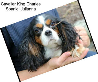 Cavalier King Charles Spaniel Julianna