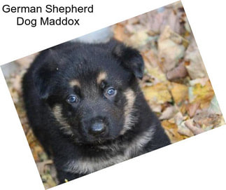 German Shepherd Dog Maddox