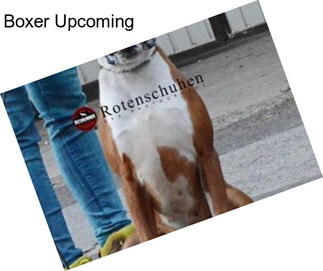 Boxer Upcoming