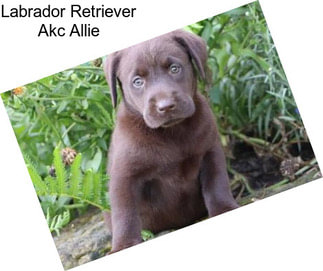 Labrador Retriever Akc Allie