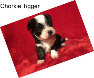 Chorkie Tigger