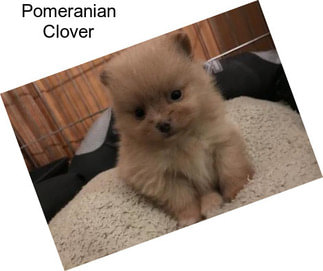 Pomeranian Clover