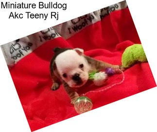 Miniature Bulldog Akc Teeny Rj