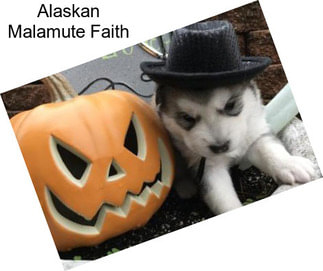 Alaskan Malamute Faith