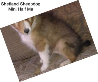 Shetland Sheepdog Mini Half Ma
