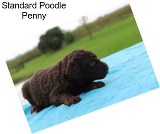 Standard Poodle Penny