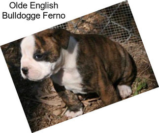 Olde English Bulldogge Ferno