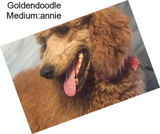 Goldendoodle Medium:annie