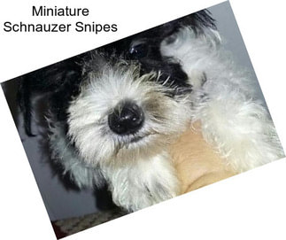 Miniature Schnauzer Snipes