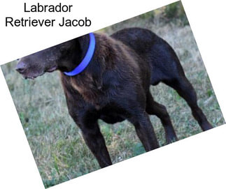 Labrador Retriever Jacob