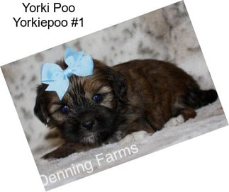 Yorki Poo Yorkiepoo #1