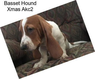 Basset Hound Xmas Akc2