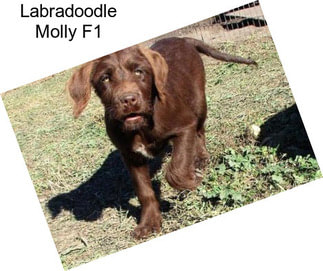 Labradoodle Molly F1