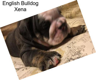 English Bulldog Xena