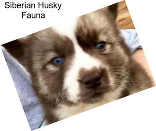 Siberian Husky Fauna