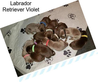 Labrador Retriever Violet