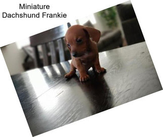 Miniature Dachshund Frankie