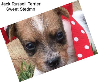 Jack Russell Terrier Sweet Stedmn