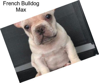 French Bulldog Max