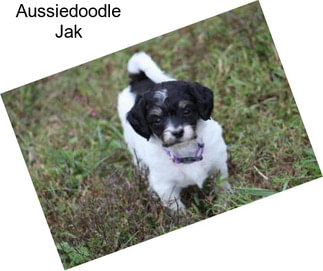 Aussiedoodle Jak