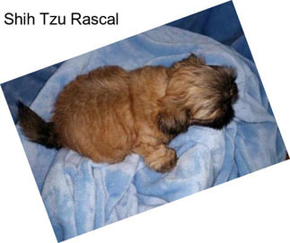 Shih Tzu Rascal