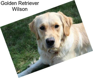 Golden Retriever Wilson
